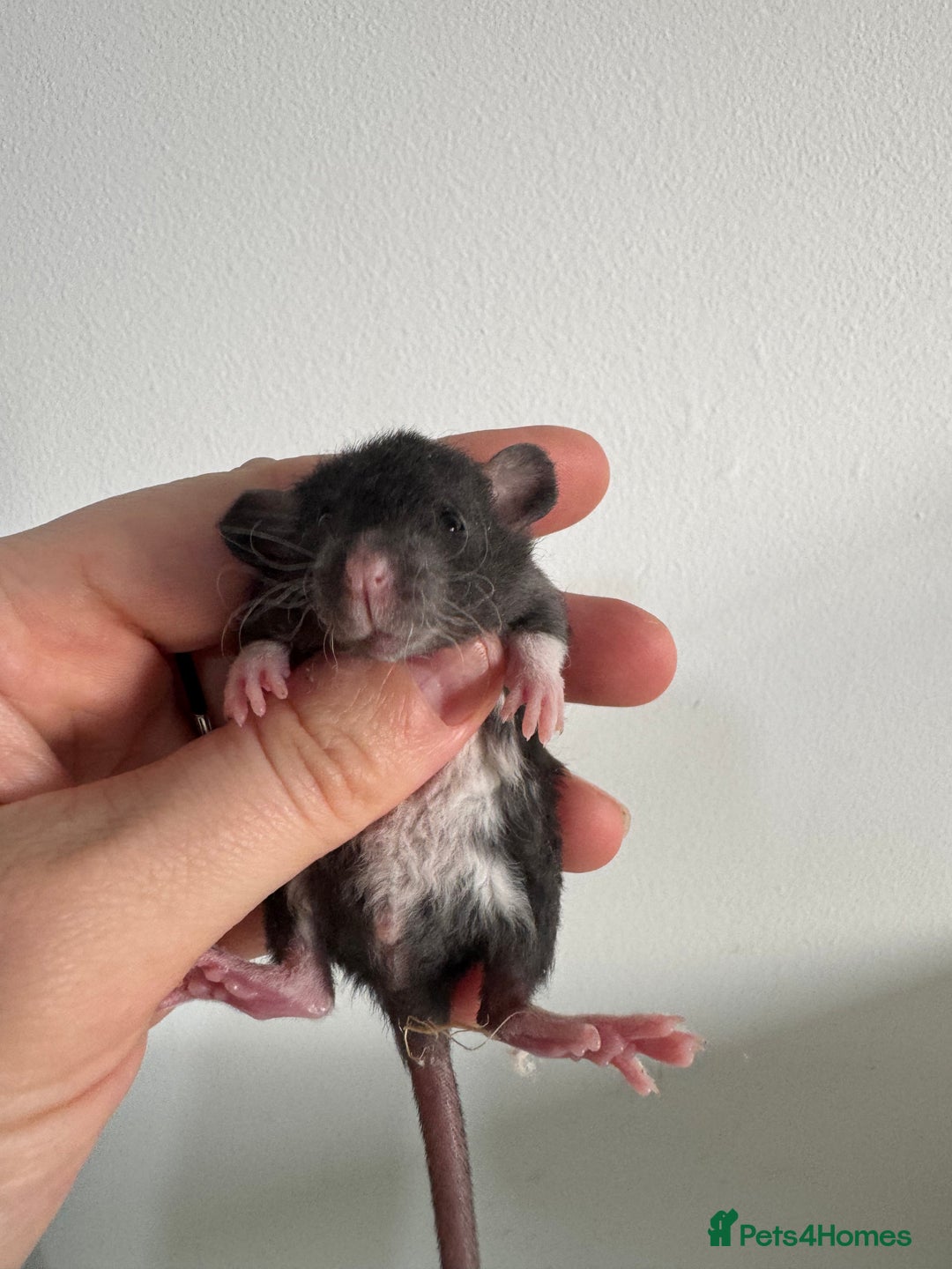 Rat rodents for sale: Baby rats boys and girls  - Advert 3