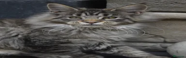 Maine Coon Kitten 5