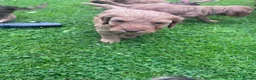 Cockapoo dogs for sale: Cockapoo puppies  - Advert 6