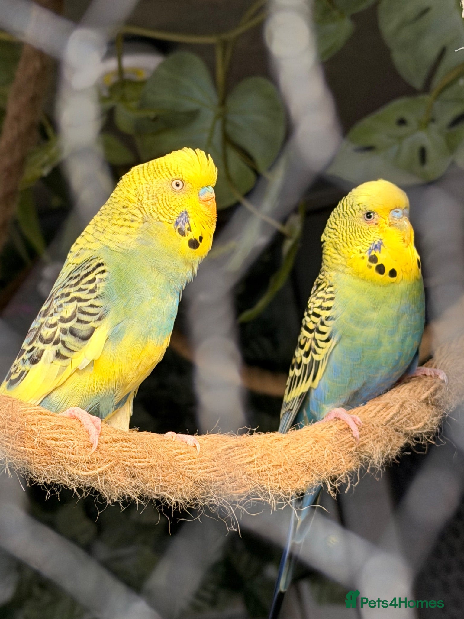 Budgerigars birds 12 Budgies Available  - Advert 2