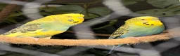 Budgerigars birds for sale: 12 Budgies Available  - Advert 1