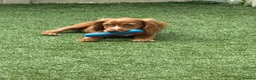 Cocker Spaniel dogs for sale: Beautiful girl golden cocker spaniel  - Advert 4
