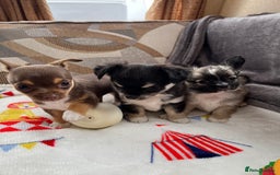 Chihuahua dogs for sale: 3 beautiful chihuahuas - Image 11