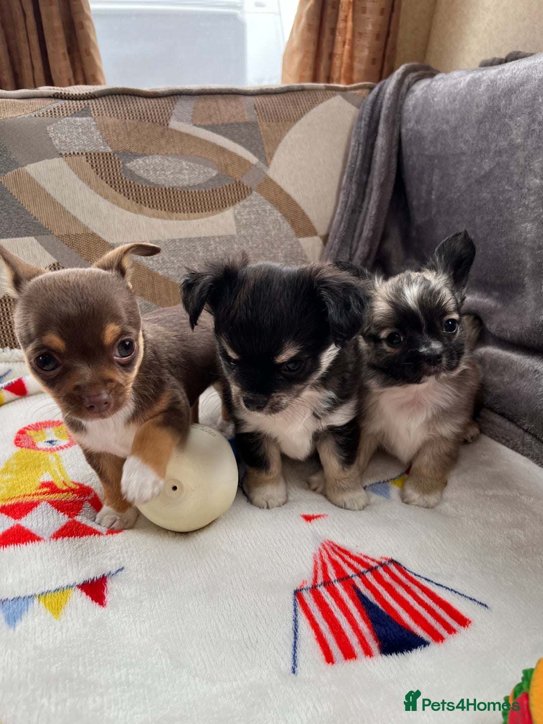Chihuahua dogs for sale: 3 beautiful chihuahuas - Image 11
