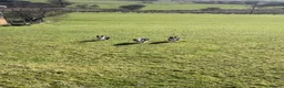 Border Collie dogs for sale: 3 Collie Pups *ready to go* - Advert 5