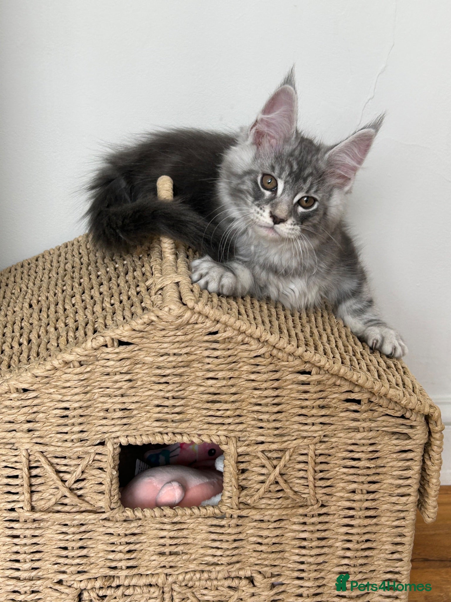 Maine Coon cats 2 tica Maine coones ready 12th of June  - Advert 16