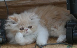 Persian cats for sale: Fluffy Persian Exotic kittens - Image 6