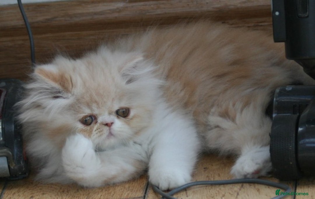 Persian cats for sale: Fluffy Persian Exotic kittens - Image 6