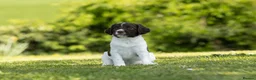 English Springer Spaniel dogs for sale: Fourth generation home bred puppies. in Whitchurch - Advert 15