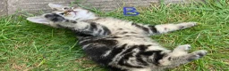 European cats for sale: 3 kittens for sale - Advert 16