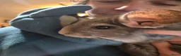 Ferret rodents for sale: 2 gorgeous female chinchillas plus cage - Advert 3