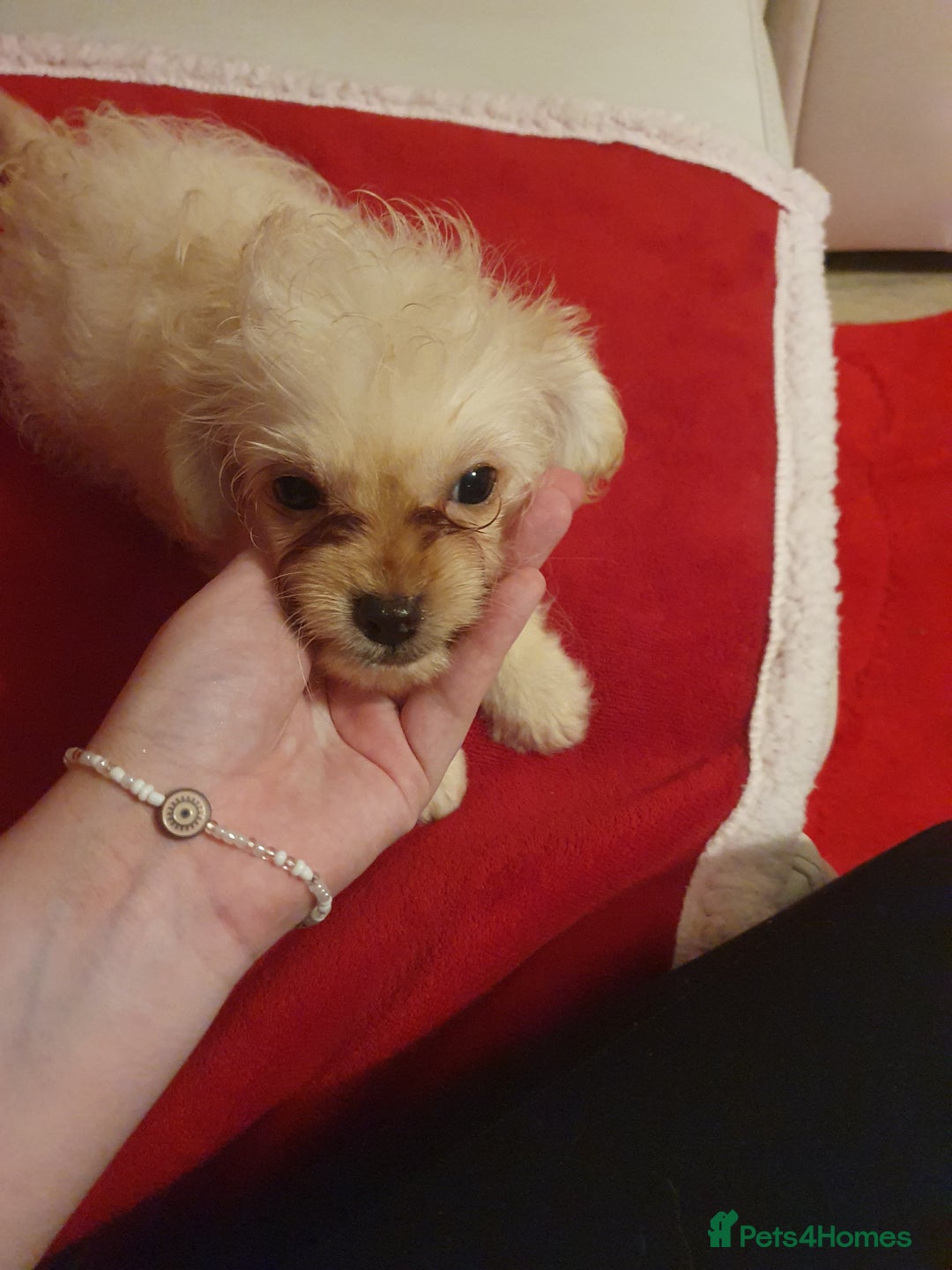 Chipoo dogs for sale: Chipoos  - Advert 8