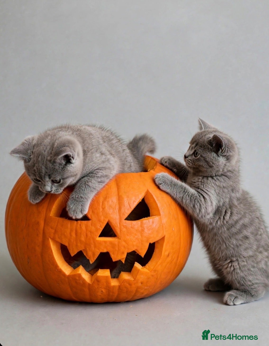 British Shorthair cats Blue British Shorthairs  - Advert 4