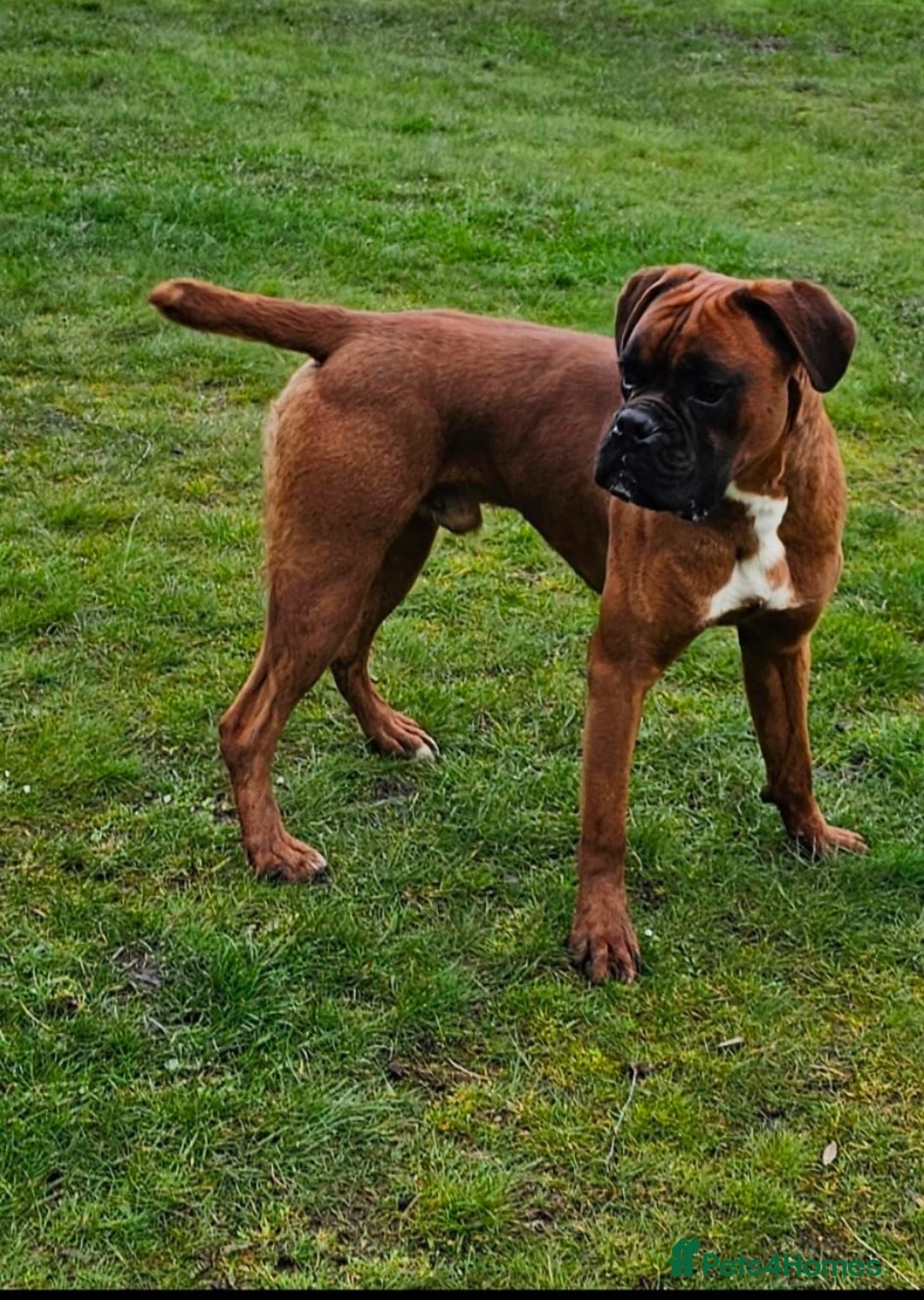 Boxer dogs KC Registered Boxer Boy - Advert 1