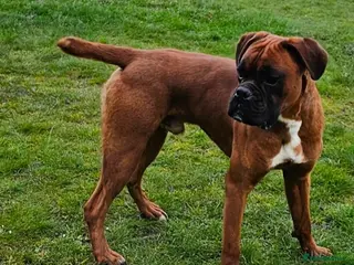 Boxer dogs KC Registered Boxer Boy - Advert 1