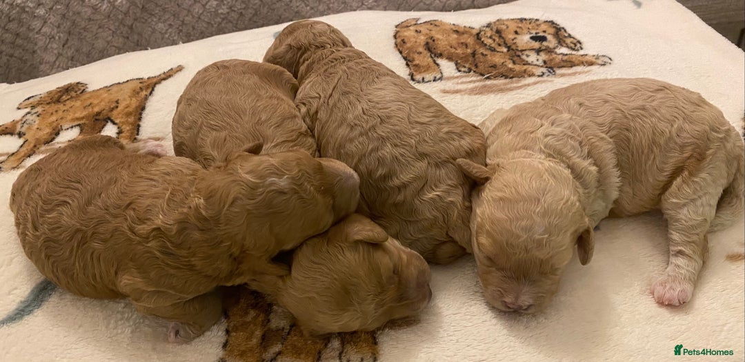 Cavapoo dogs for sale: Gorgeous Teddybear Cavapoo Puppies health checked  - Advert 10
