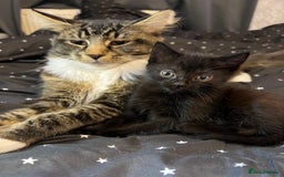 Mixed Breed cats for sale: Mainecoon x boy looking for home - Image 6