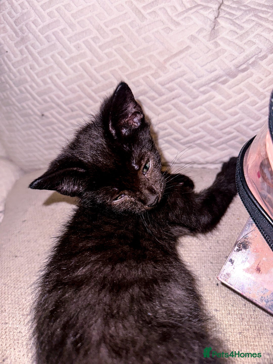 Mixed Breed cats for sale: Pretty little girls  - Image 23