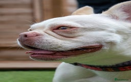 French Bulldog dogs for sale: RESCUE; Amber frenchie in Chessington - Image 4