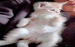 Maine Coon cats for sale: Maine coon  - Image 3