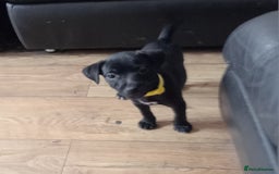 Patterdale Terrier dogs for sale:  READY NOW Patterdale pup for sale - Image 1
