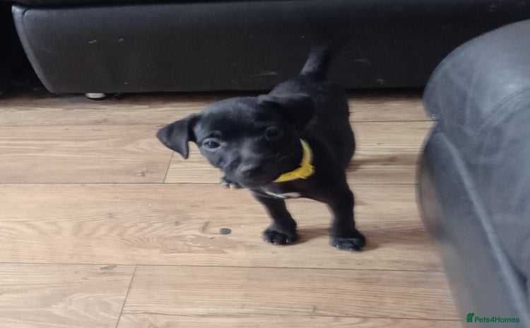 Patterdale Terrier dogs - Advert 1