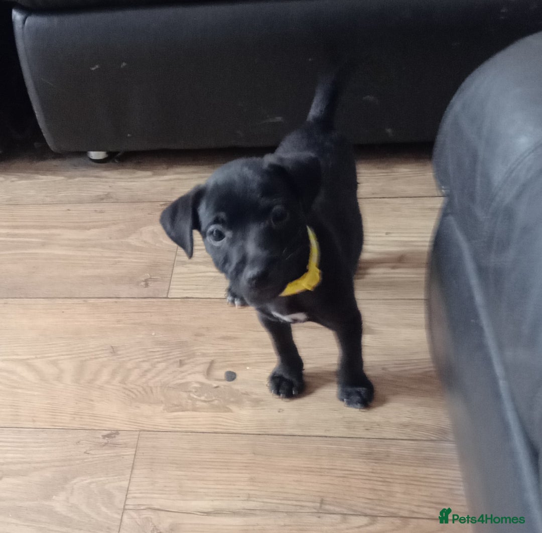 Patterdale Terrier dogs for sale:  READY NOW Patterdale pup for sale - Image 1