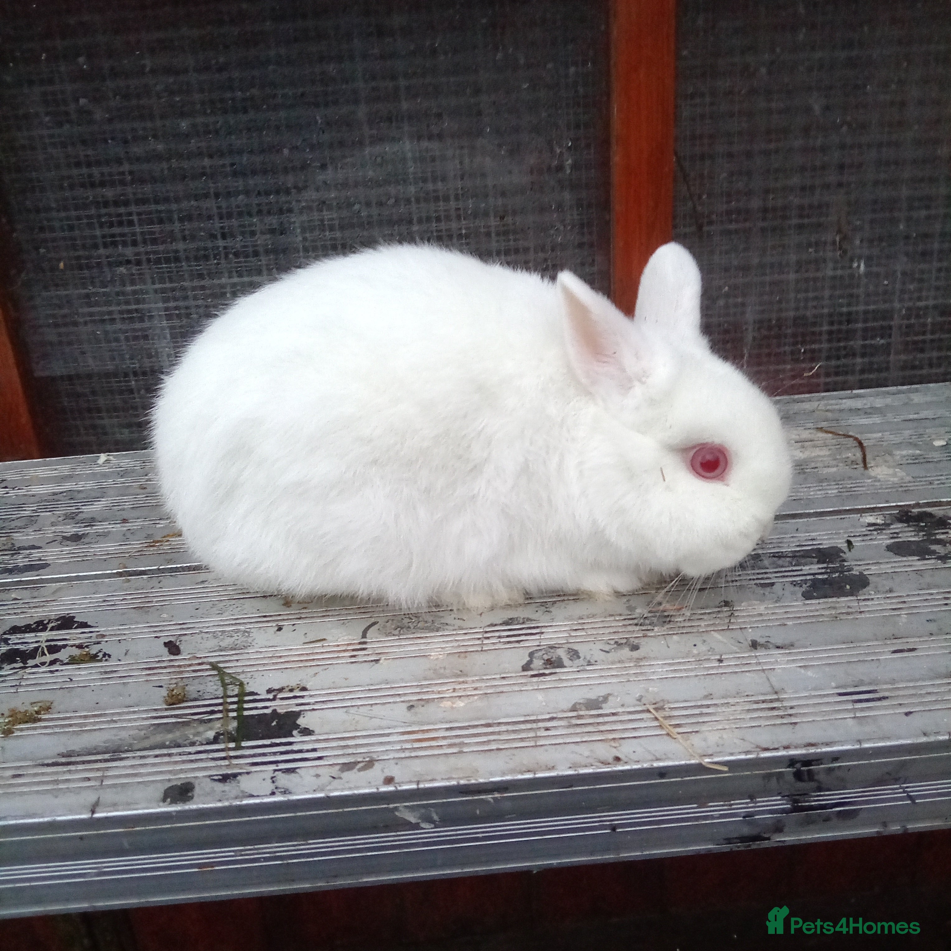 Netherland Dwarf rabbits Netherland dwarf  - Advert 9