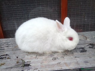 Netherland Dwarf rabbits Netherland dwarf young adults - Advert 17