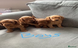 Cockapoo dogs for sale: F1 cockapoos (Northern Ireland) - Image 1