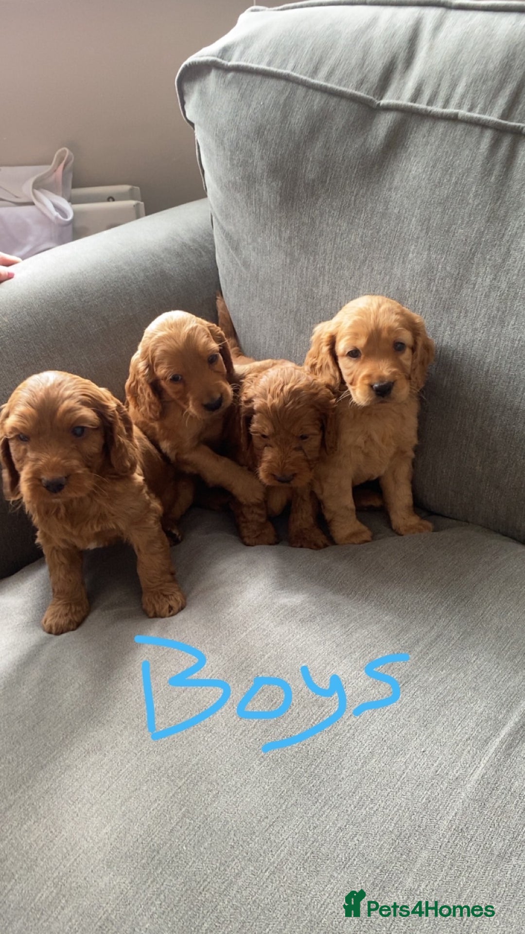 Cockapoo dogs for sale: F1 cockapoos (Northern Ireland) - Image 1