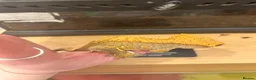 Gecko reptiles for sale: Crested Gecko For Sale - Advert 3