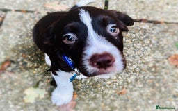 Sprollie dogs for sale: Sprollie puppy male  - Image 2