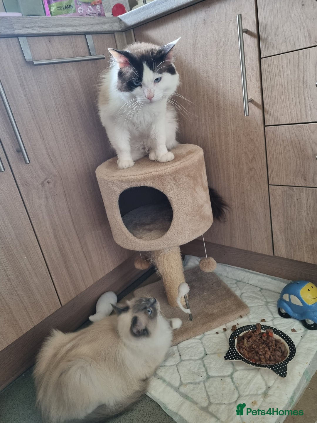 Ragdoll cats for sale: Ragdoll Bicollor girls - Advert 10