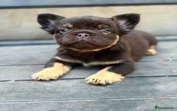 French Bulldog dogs for sale: Beautiful fluffy French bulldog girls pending pink - Image 10