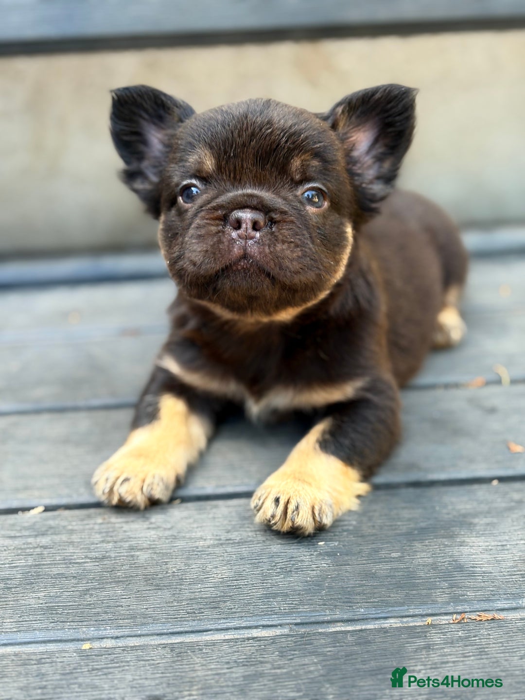 French Bulldog dogs for sale: Beautiful fluffy French bulldog girls pending pink - Image 10