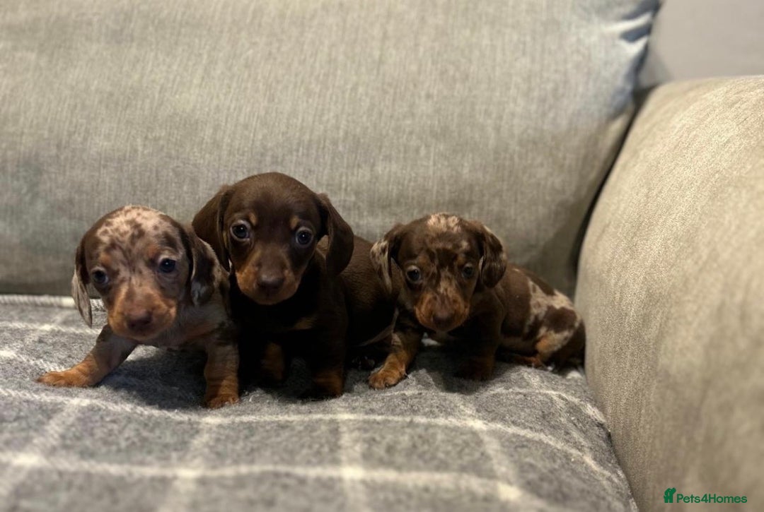 Miniature Dachshund dogs for sale: Stunning Miniature Dachshund Puppies-KC Registered - Advert 1