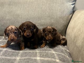 Miniature Dachshund dogs Stunning Miniature Dachshund Puppies-KC Registered - Advert 1