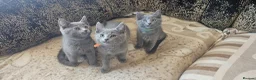 Russian Blue cats for sale: Fully TICA reg pedigree stunning kittens-READY NOW - Advert 4