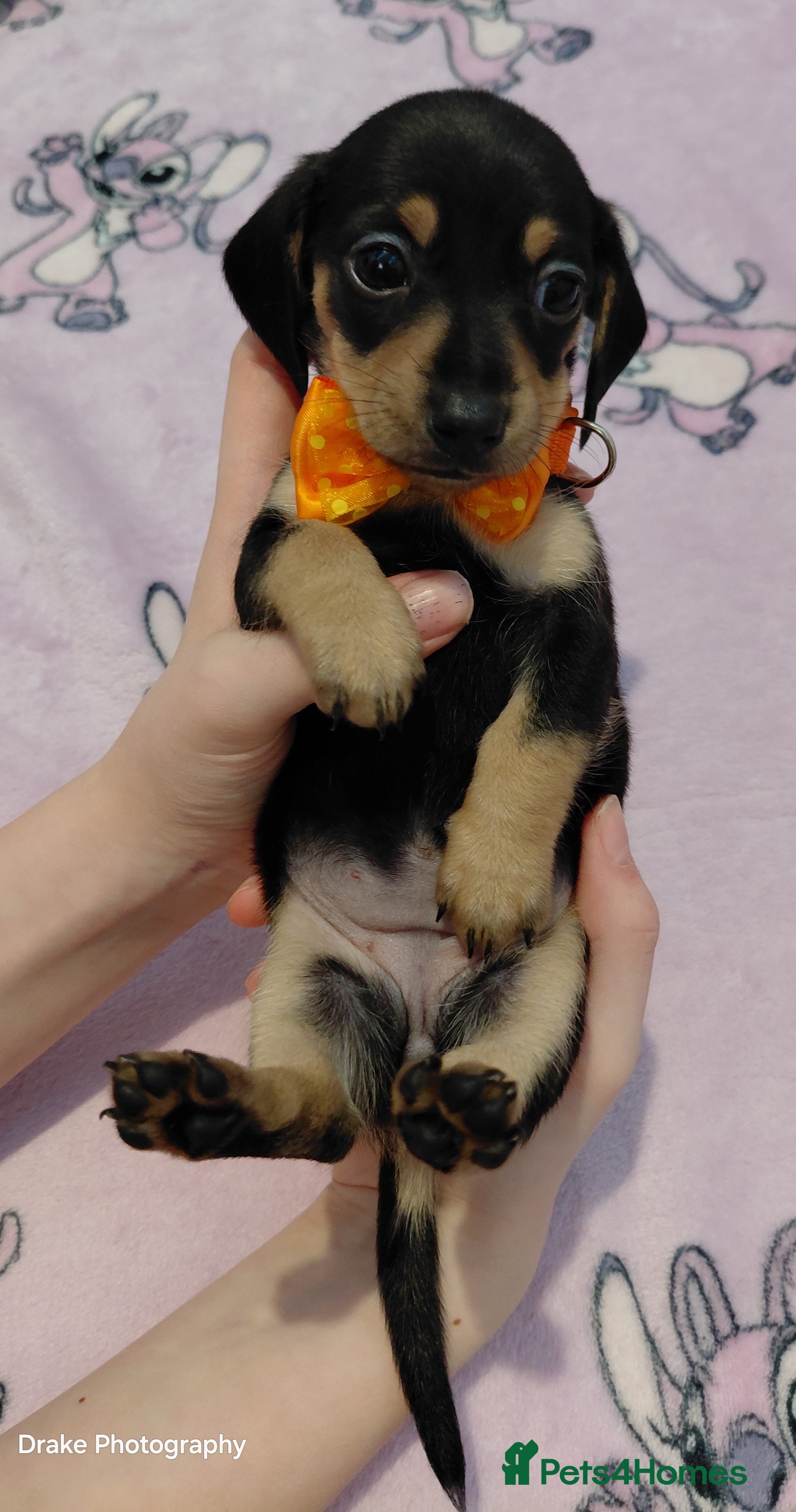 Miniature Dachshund dogs 🐾🧡 Shorthaired Black & Cream Tan Girl 🧡🐾 - Advert 15