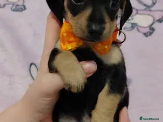Miniature Dachshund dogs 🐾🧡 Shorthaired Black & Cream Tan Girl 🧡🐾 - Advert 15