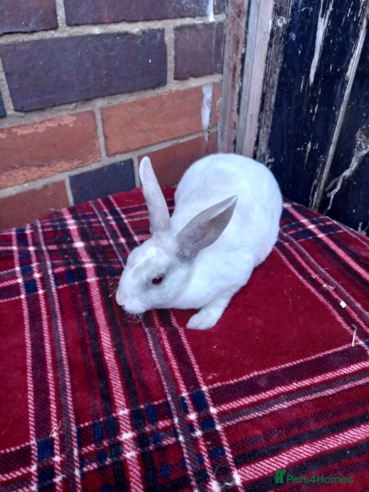 Rex rabbits Beautiful mini rex babies - Advert 2