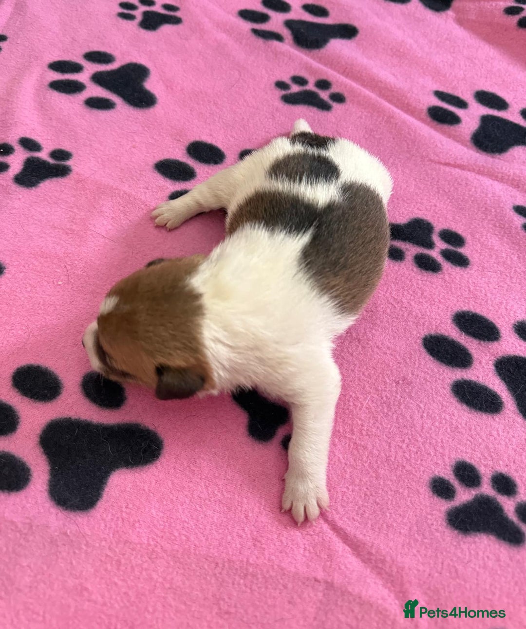Jack Russell dogs for sale: Bred From Health Tested Parents - Image 31