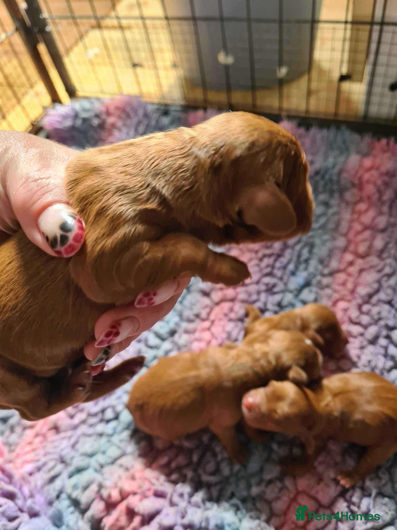 Cockapoo dogs Red Cockerpoo puppies  - Advert 2