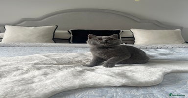 British Shorthair cats - Advert 5
