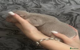 French Bulldog dogs for sale: Female puppy frenchie - Image 2
