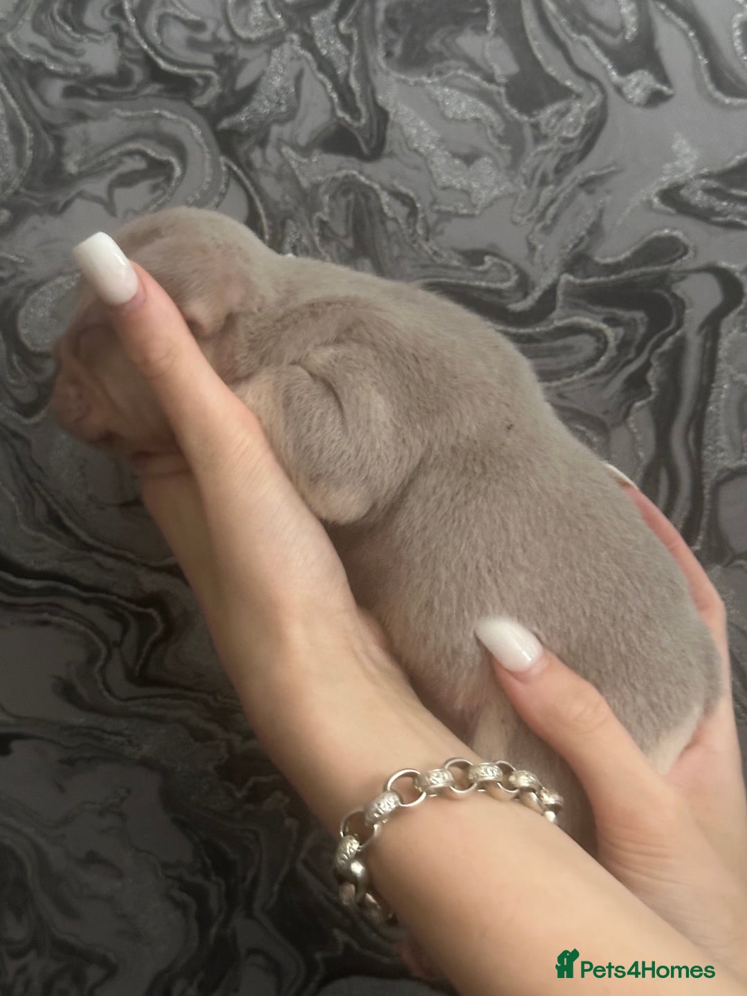 French Bulldog dogs for sale: Female puppy frenchie - Image 2