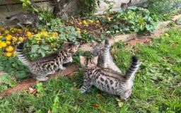 Bengal cats for sale: Bengal x Persian kittens - Image 18