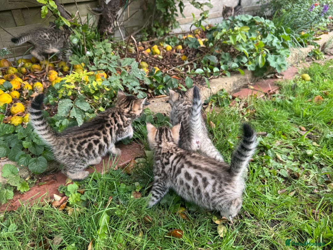 Bengal cats for sale: Bengal x Persian kittens - Image 18