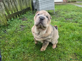 Shar Pei dogs Beautiful chunky Sable coloured boy! - Advert 2